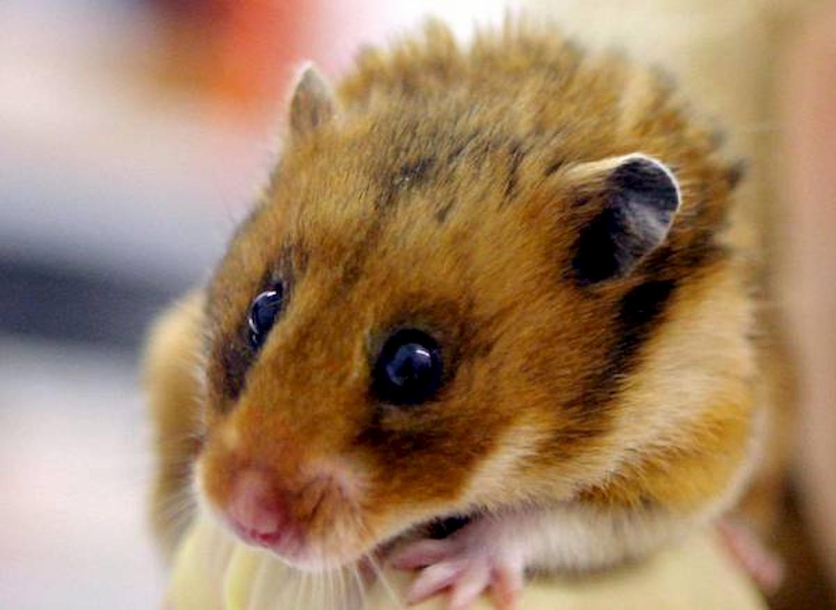 carpi a spasso col criceto