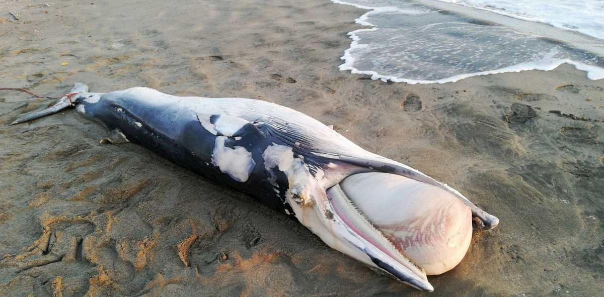 cucciolo balenottero ansa