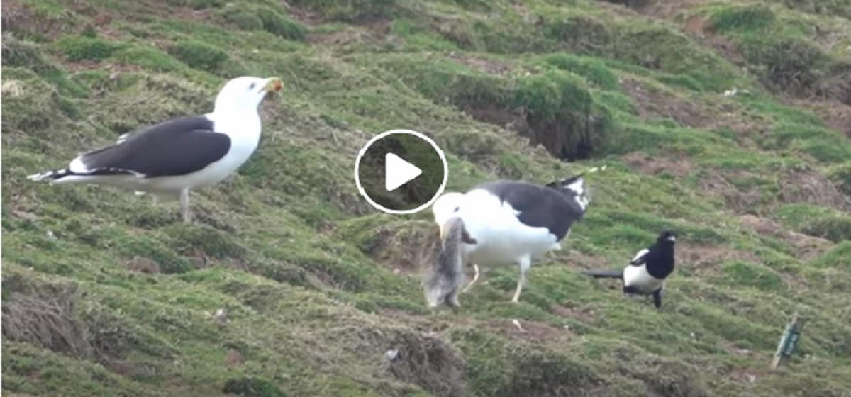 gabbiano più grande del mondo