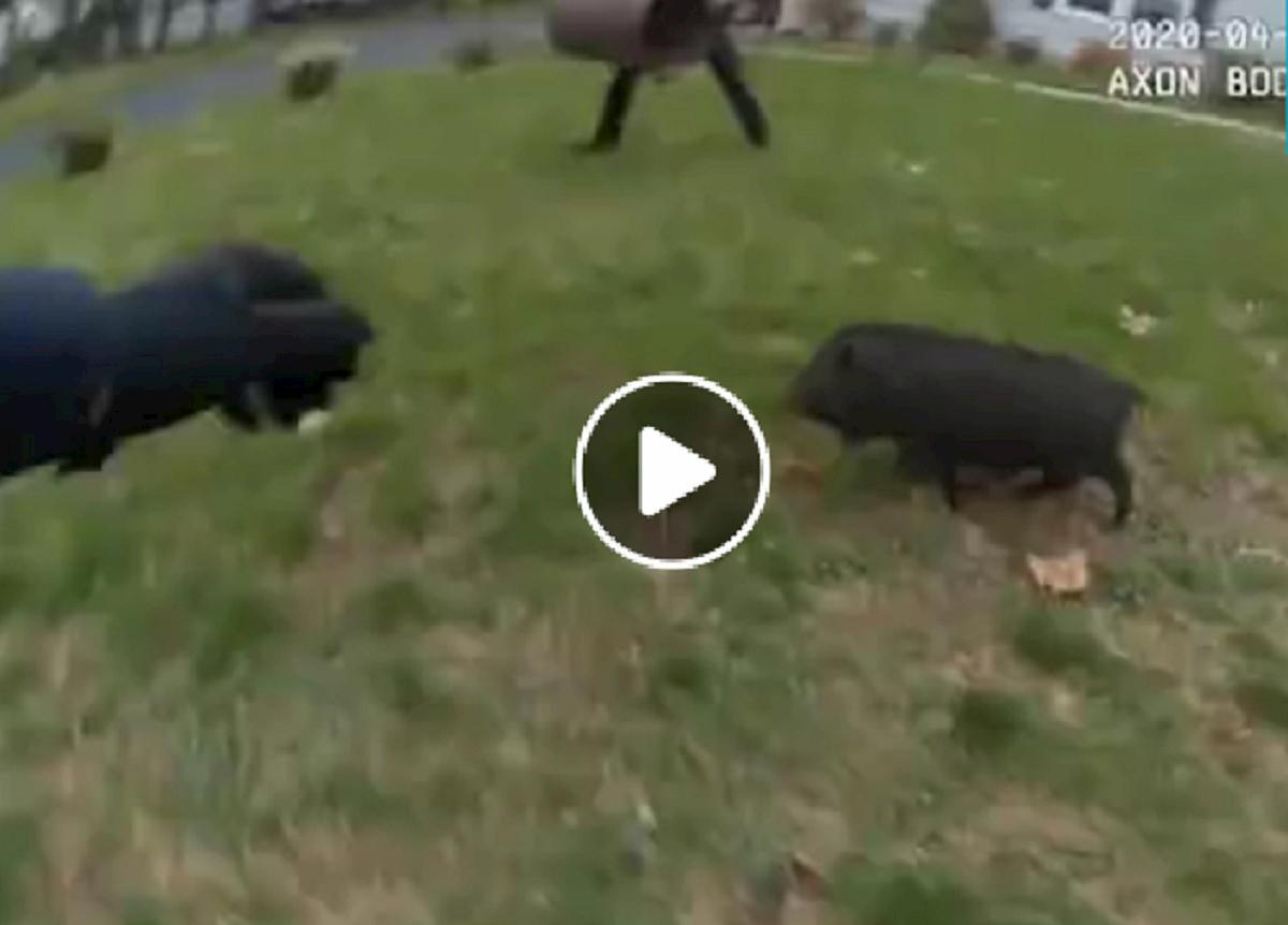 connecticut maiale inseguito polizia