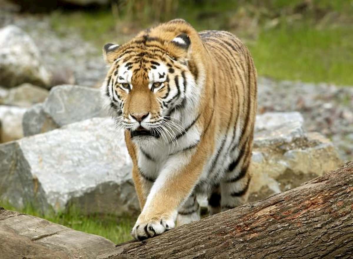Coronavirus, infettata una tigre dello zoo del Bronx. Anche alcuni leoni mostrerebbero i sintomi