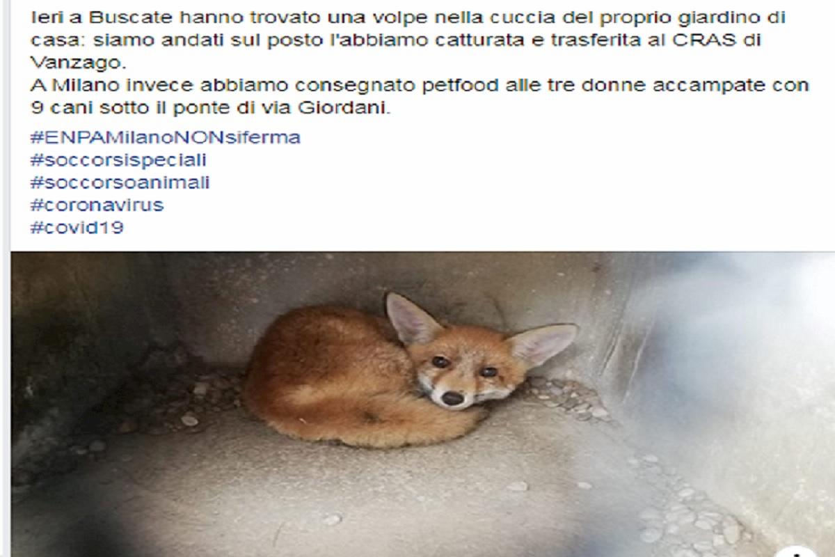 volpe nella cuccia cani