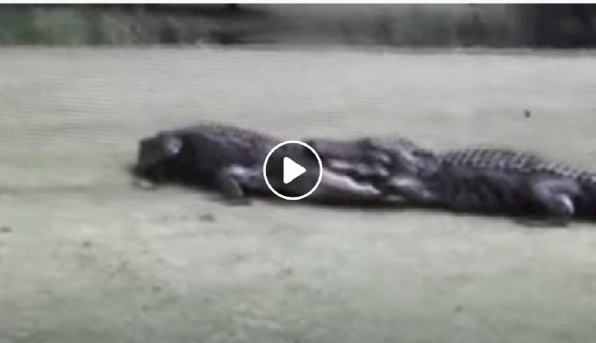 alligatori carolina del sud