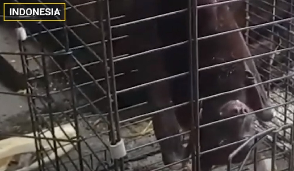 Coronavirus, in Asia ancora aperti i mercati di animali vivi tra sangue e feci VIDEO