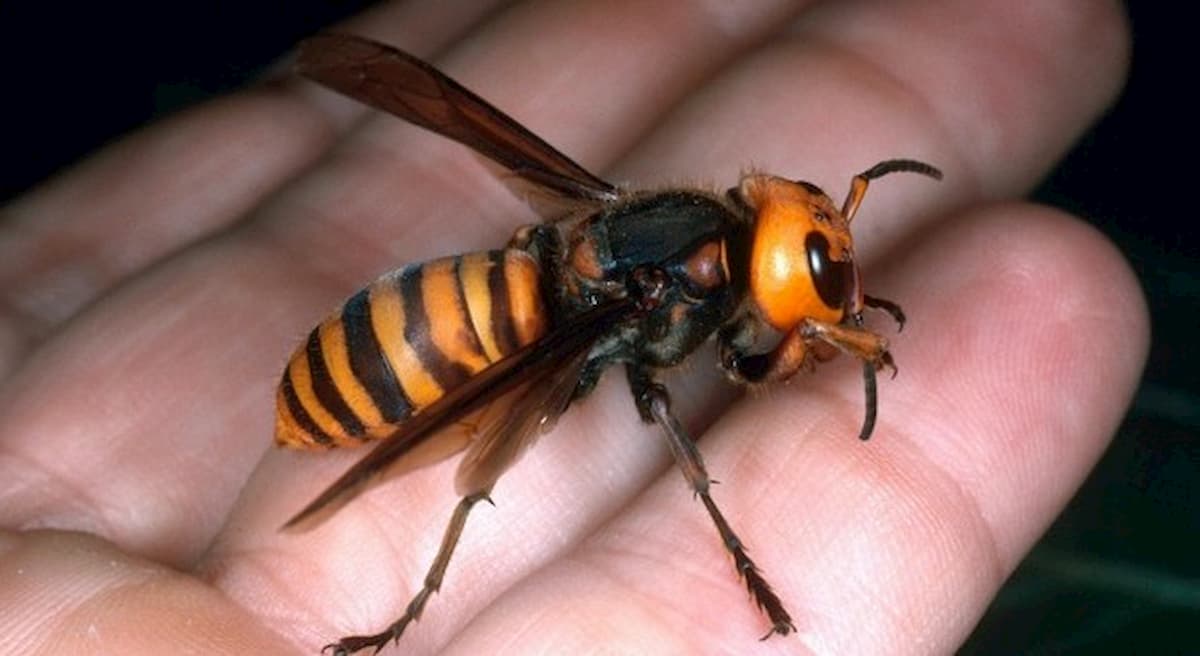 Invasione di calabroni killer negli Stati Uniti, sterminano le api