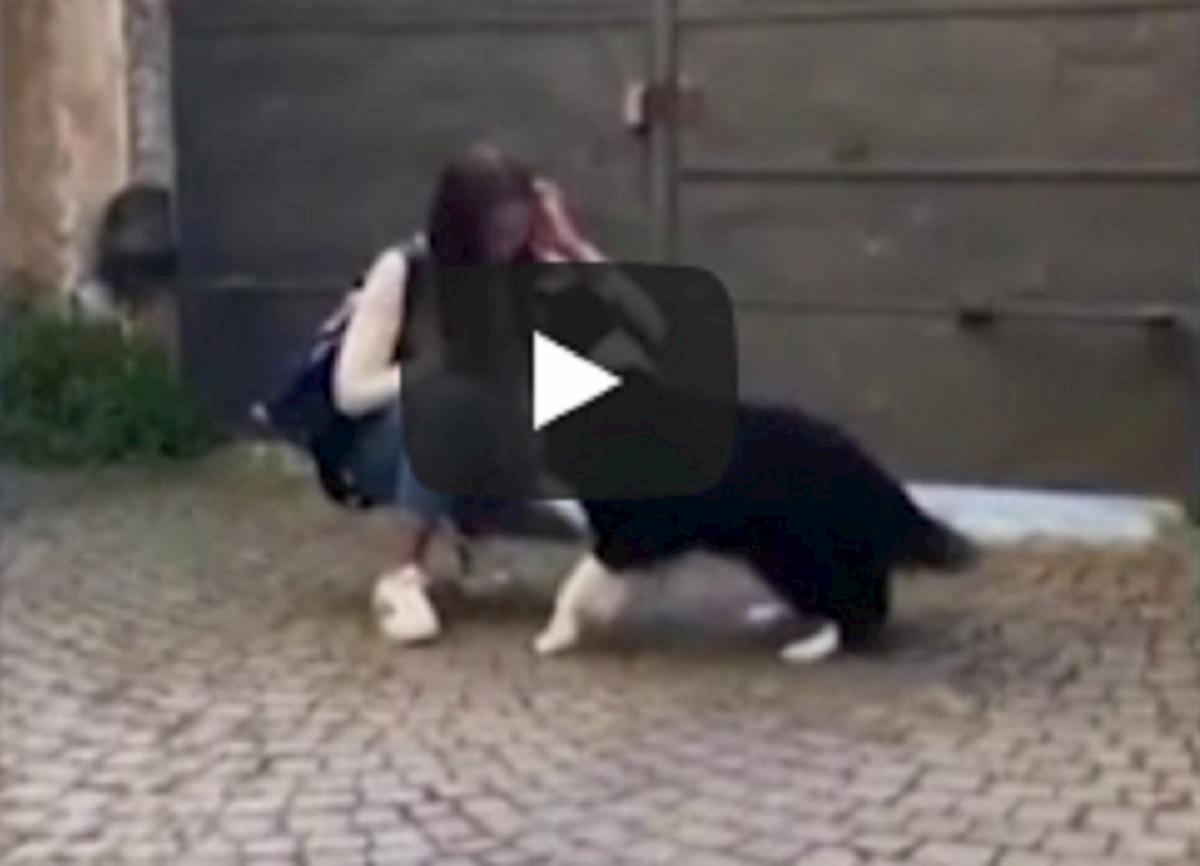 cane foto video vista