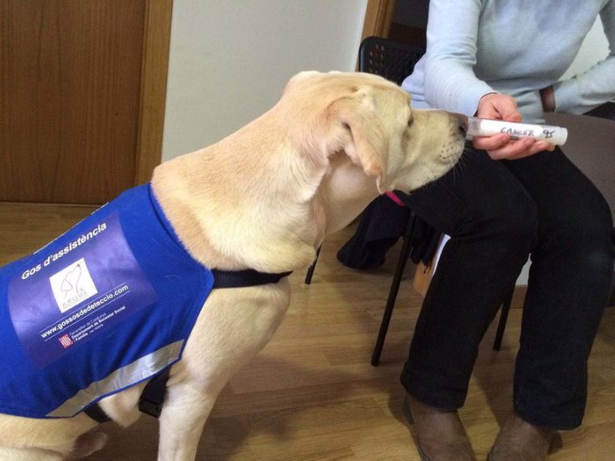 Cani fiutano coronavirus? La sperimentazione in Gran Bretagna