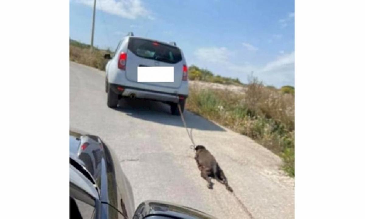 cane trascinato muore dal veterinario