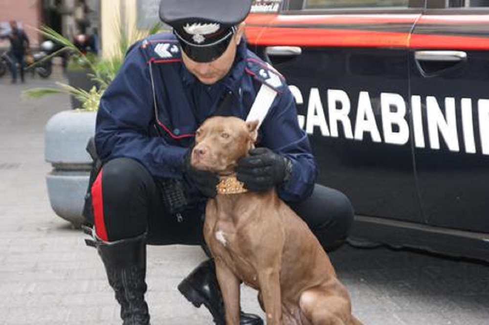 Cani militari in "pensione" potranno essere tenuti dai loro soldati addestratori