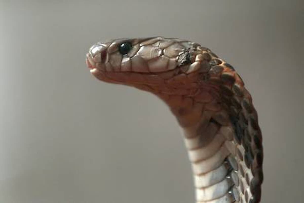India, uccide la moglie con un cobra