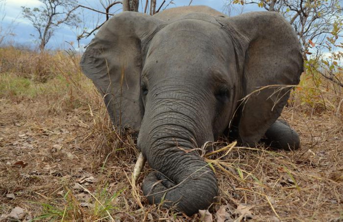 Elefanti, strage in Namibia: 10 uccisi per aver distrutto i raccolti