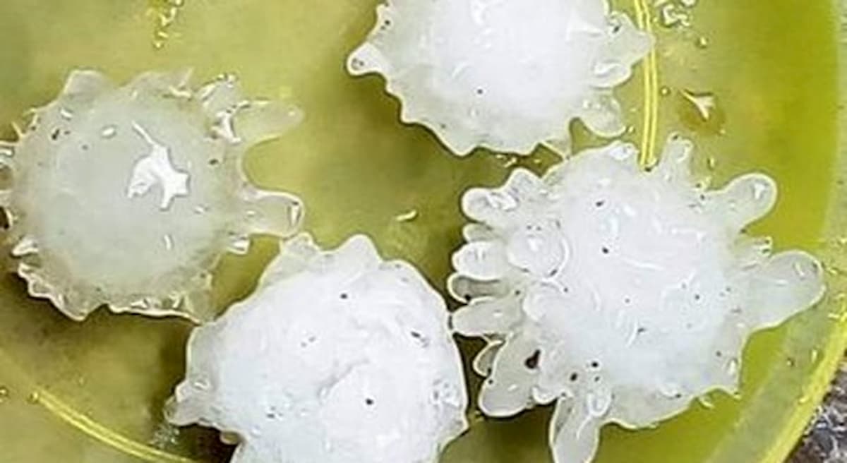 Chicchi di grandine a forma di coronavirus tra Usa e Messico. Ma non è fenomeno paranormale, ecco perché