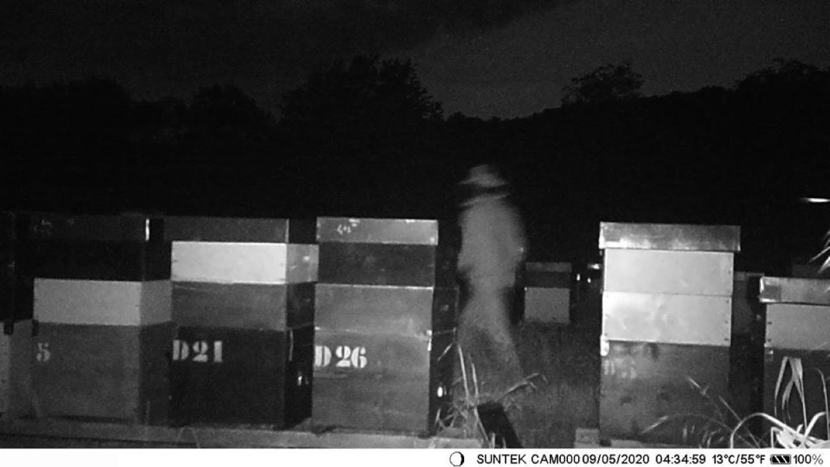 Furto miele a Perosa Canavese: ladro fotografato dalle telecamere