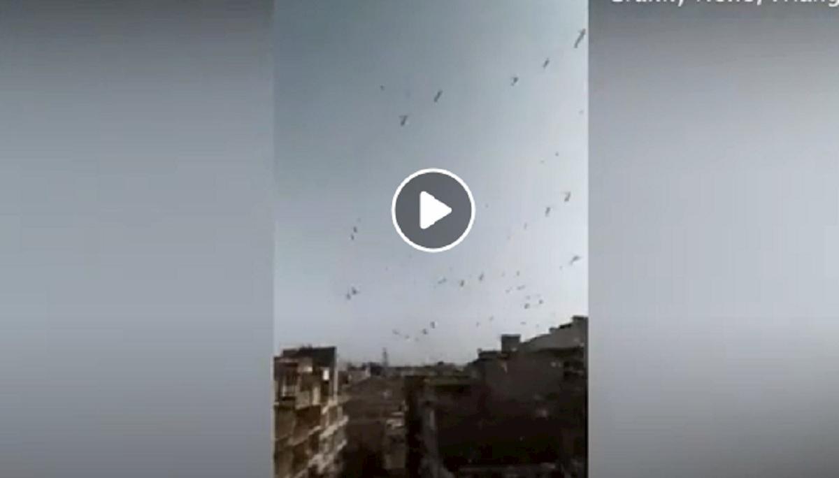 locuste invadono india