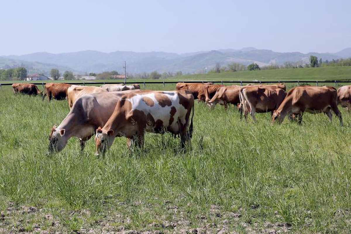 adotta mucca a distanza