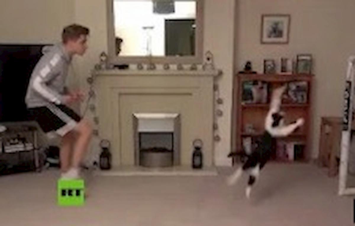 'Meownel Neuer', il gatto paratutto come il portiere del Bayern VIDEO