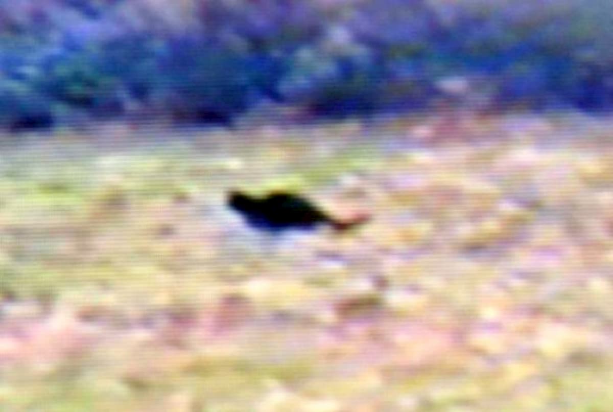 Benevento, allarme pantera nera nella campagne: due pecore sbranate nella notte