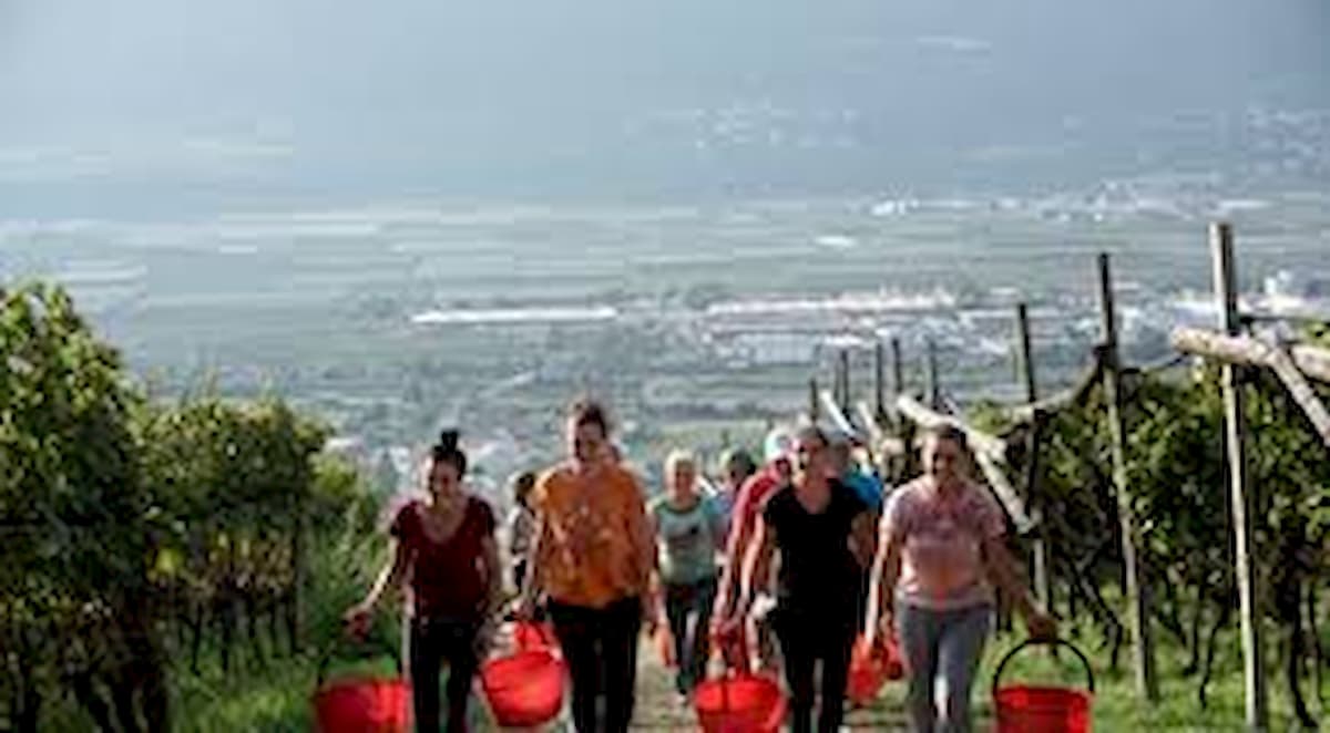 Frontiere chiuse? Il re del pinot nero noleggia un jet per portare in Italia le potatrici rumene