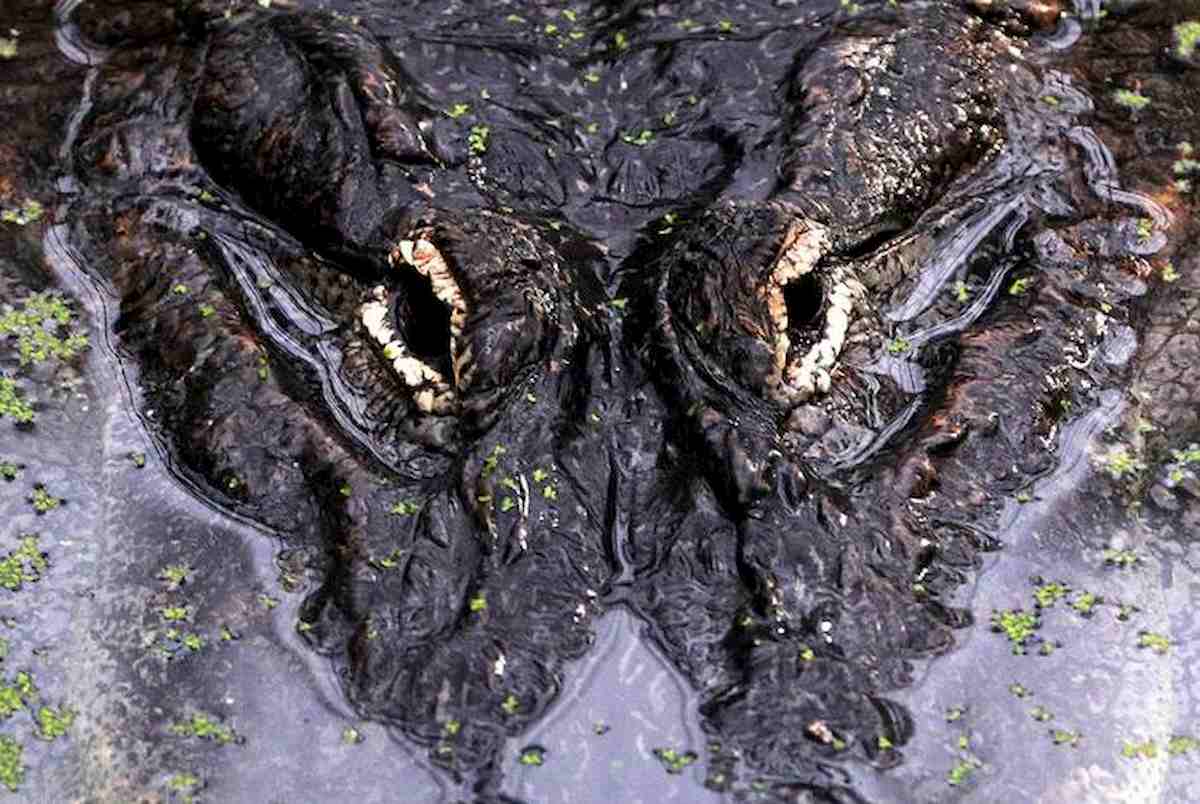 Saturn, morto a 84 anni l'alligatore fuggito dalle bombe sullo Zoo di Berlino e finito a Mosca