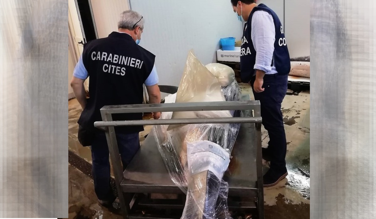 Squalo mako catturato a Catania: carcassa trovata in cella frigo