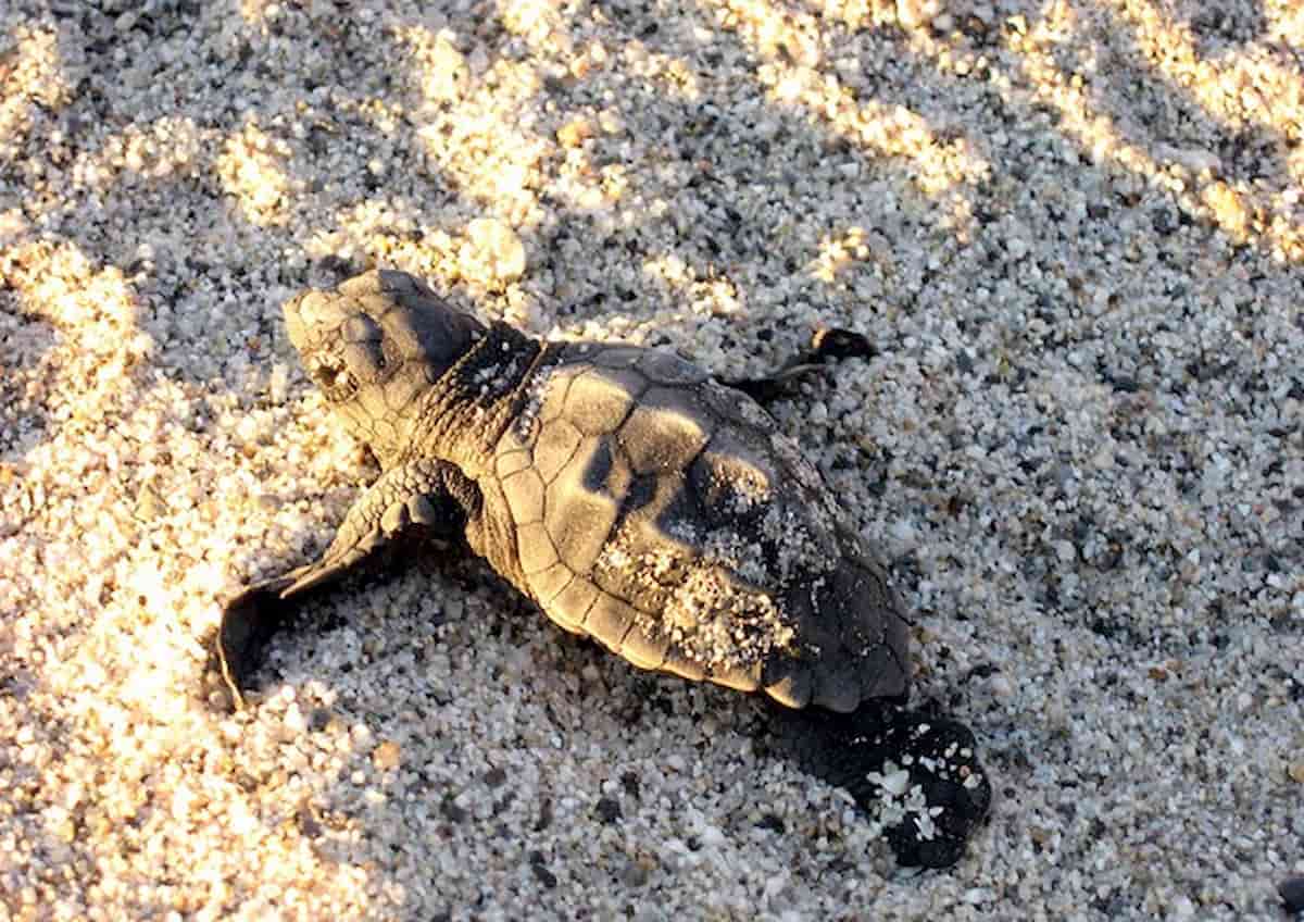 Repubblica Dominicana, neonata muore dopo aver ingerito sangue di tartaruga: doveva proteggerla dal Coronavirus