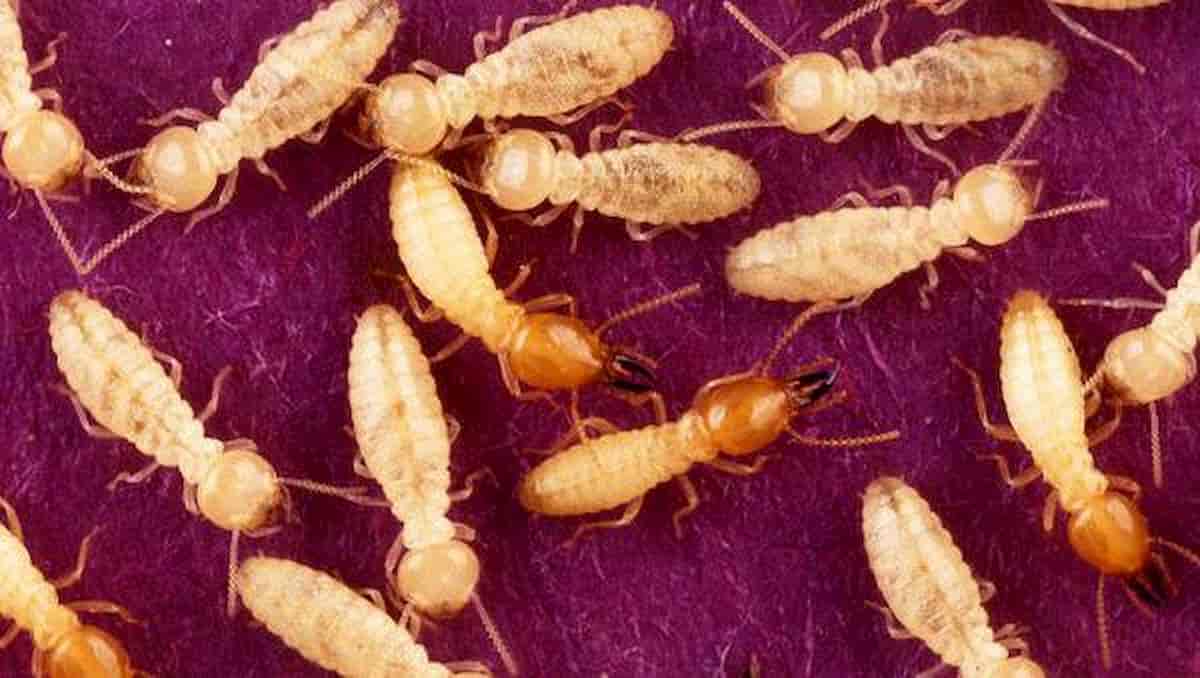 Insetti pericolosi. Termiti cinesi e calabrone killer giapponese: due nuove minacce dall'Asia