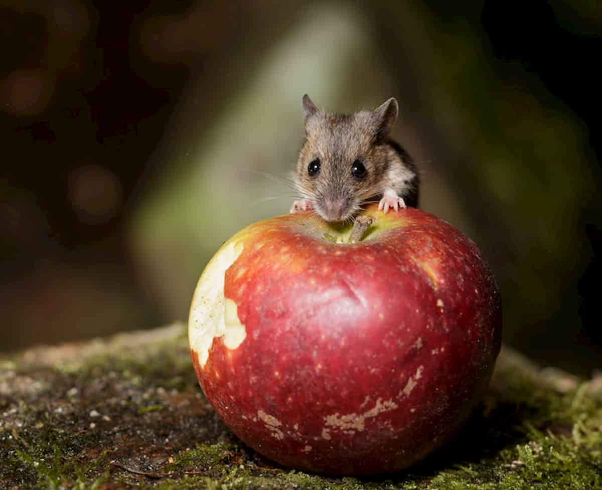Topi più aggressivi dopo il lockdown Coronavirus? Con le città vuote si sono sentiti padroni