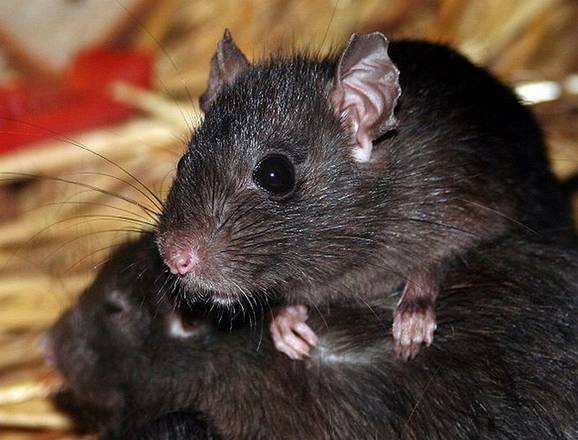 Non solo coronavirus: a Hong Kong casi di epatite trasmessa da ratti all'uomo