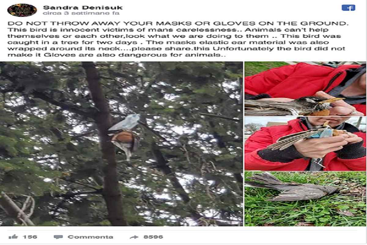 uccellino soffocato mascherina