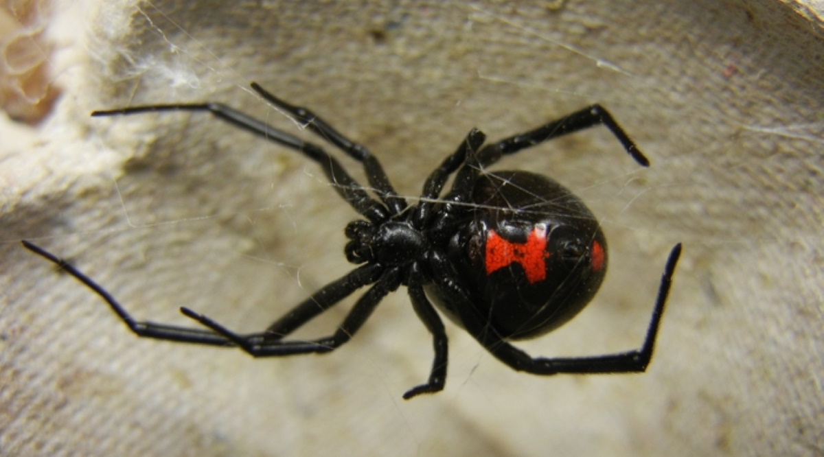 Vedova Nera, si fanno mordere dal ragno velenoso per avere superpoteri