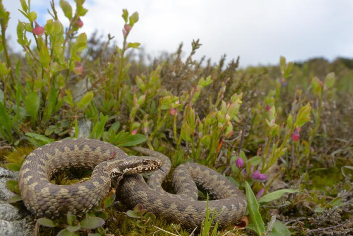 Vipera morde due volte bimba di 7 anni: ricoverata in gravi condizioni