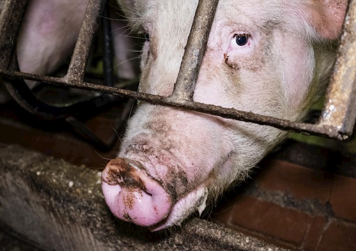 Coronavirus, uno studio: "Controlli sugli animali degli allevamenti per evitare focolai"