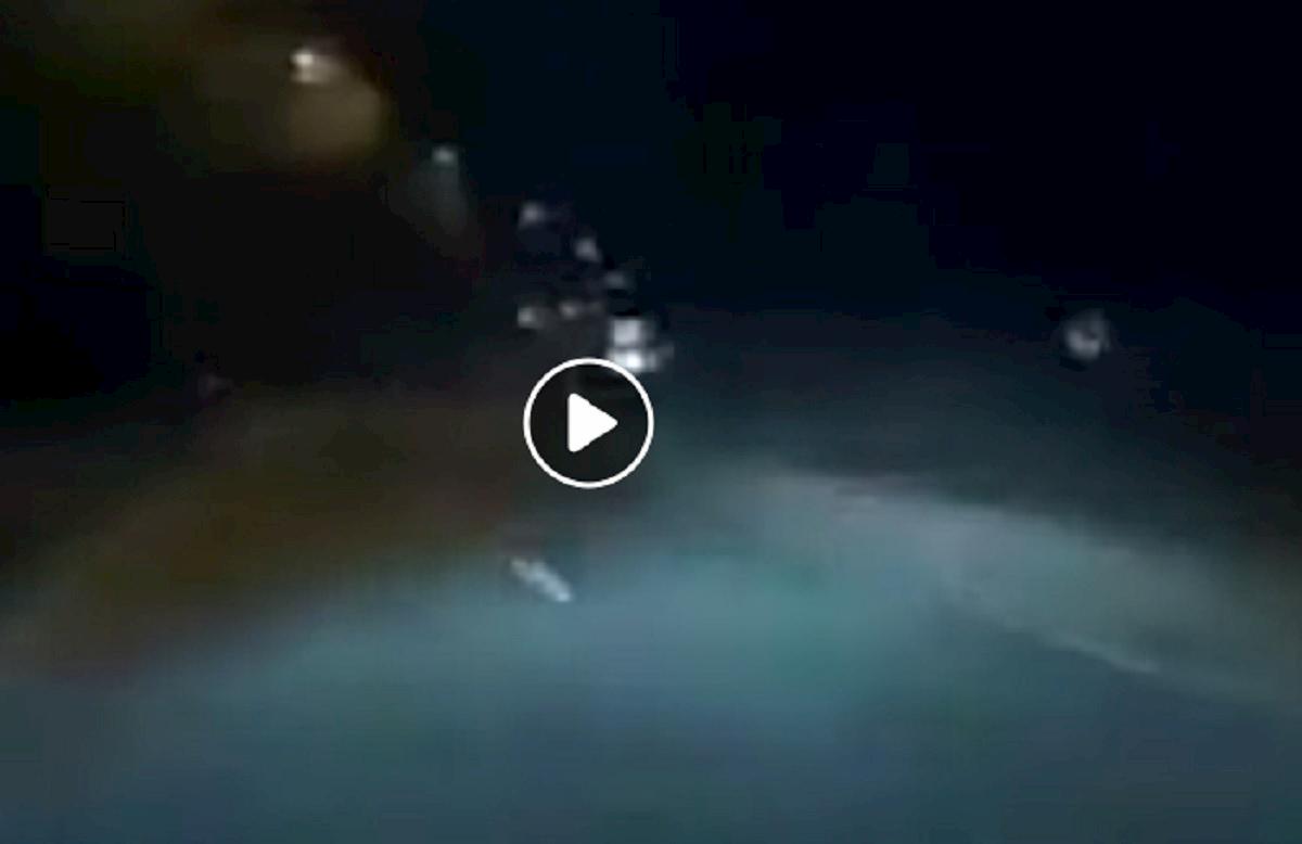 animale schivato da tesla