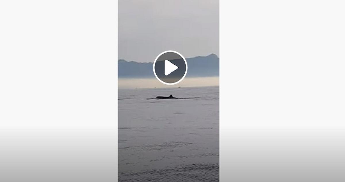 codamozza avvistata a catania