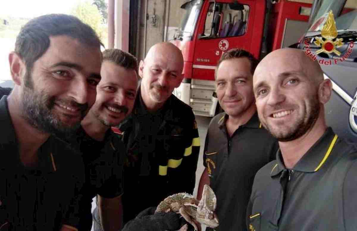 Lavoria, vigili del fuoco chiamati sulla FiPiLi: "Ho un camaleonte sul paraurti"