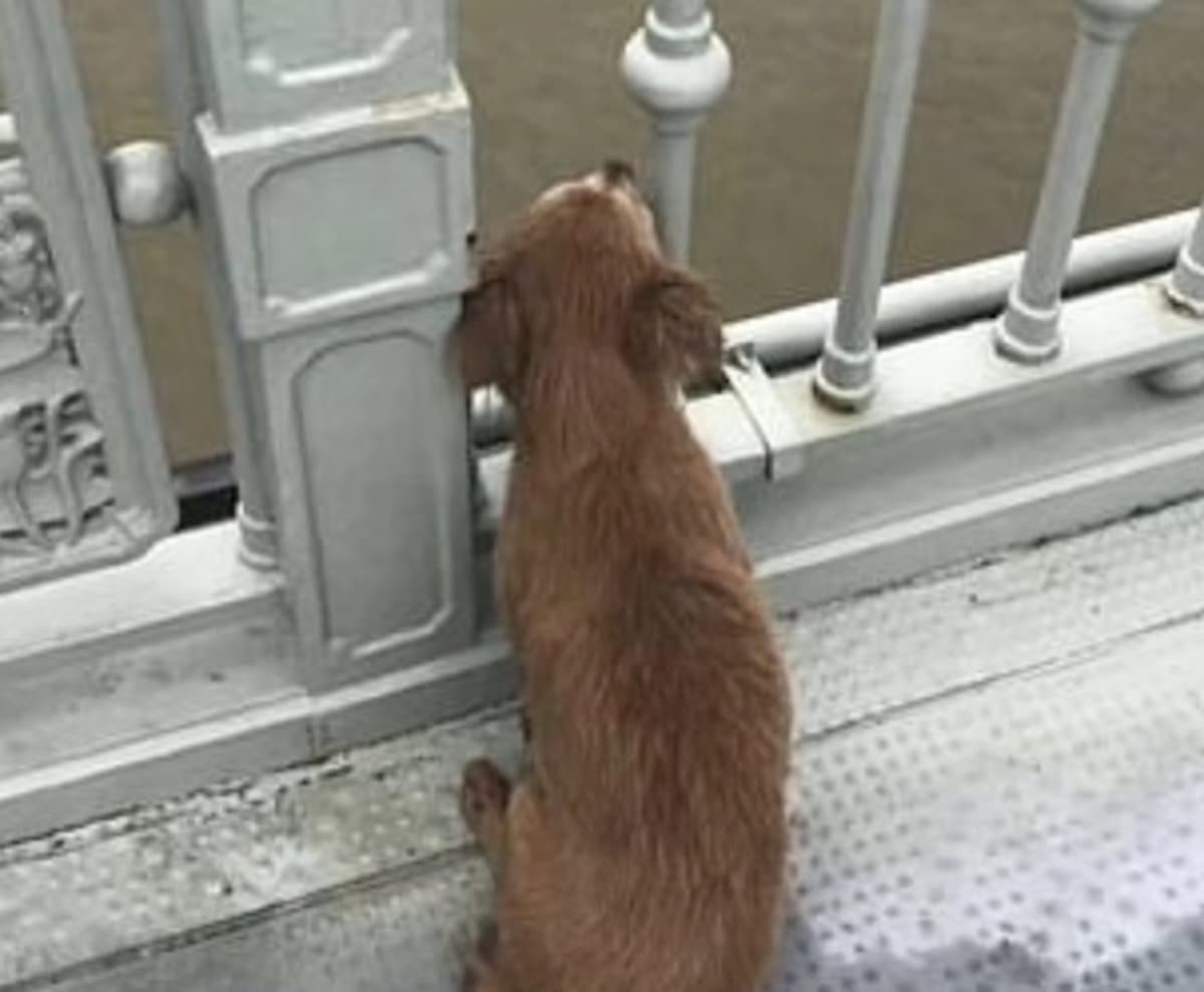 Cina, cane fedele vede il proprio padrone gettarsi dal ponte e ne aspetta il ritorno per giorni