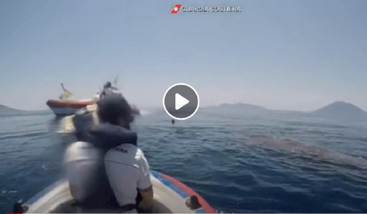 capodoglio intrappolato nella rete da pesca