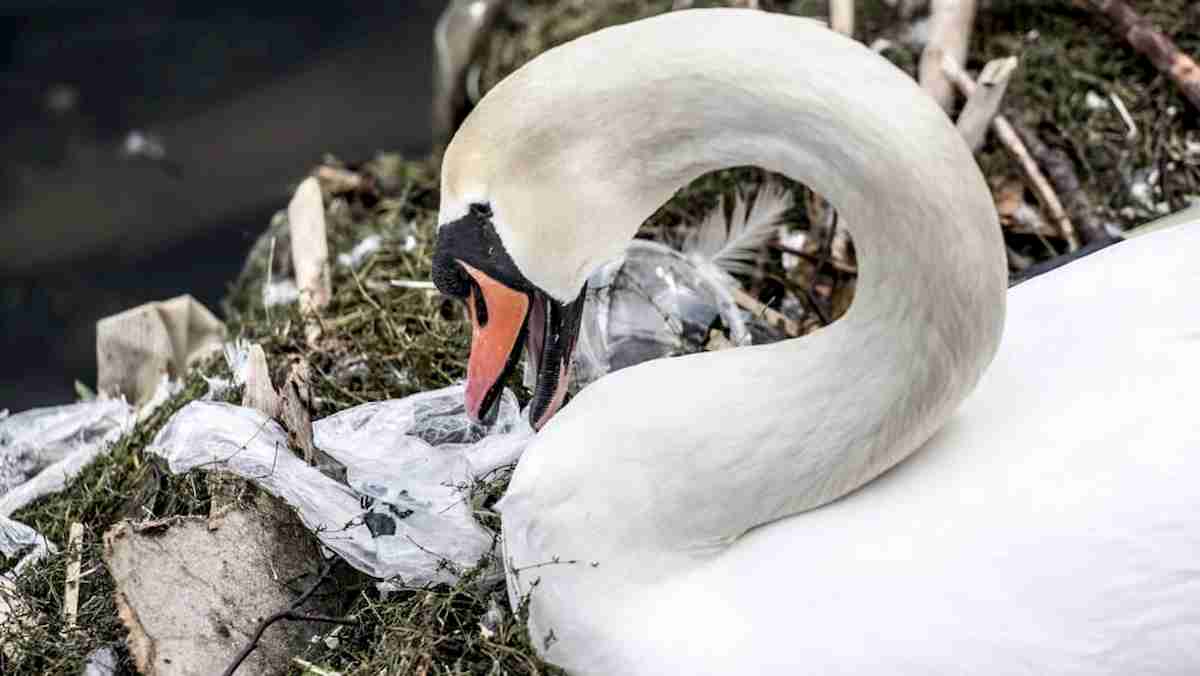Vandali distruggono le uova a mattonate: mamma cigno morta di crepacuore
