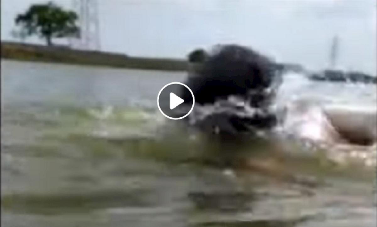 coccodrillo in india