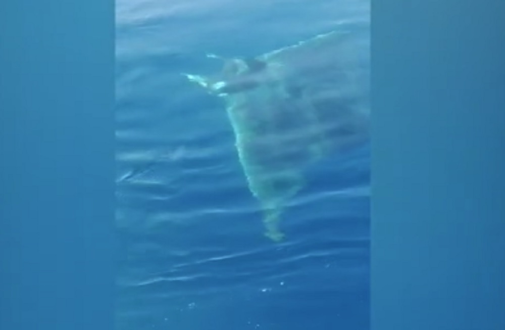 Un capodoglio e un "diavolo di mare" avvistati tra Capri e Sorrento VIDEO