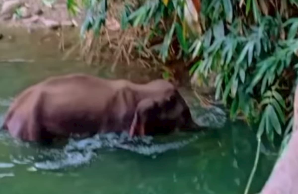 Elefantessa incinta muore in India: uccisa con un ananas pieno di petardi