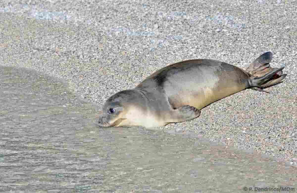 Foca monaca avvistata all'Isola di Capraia