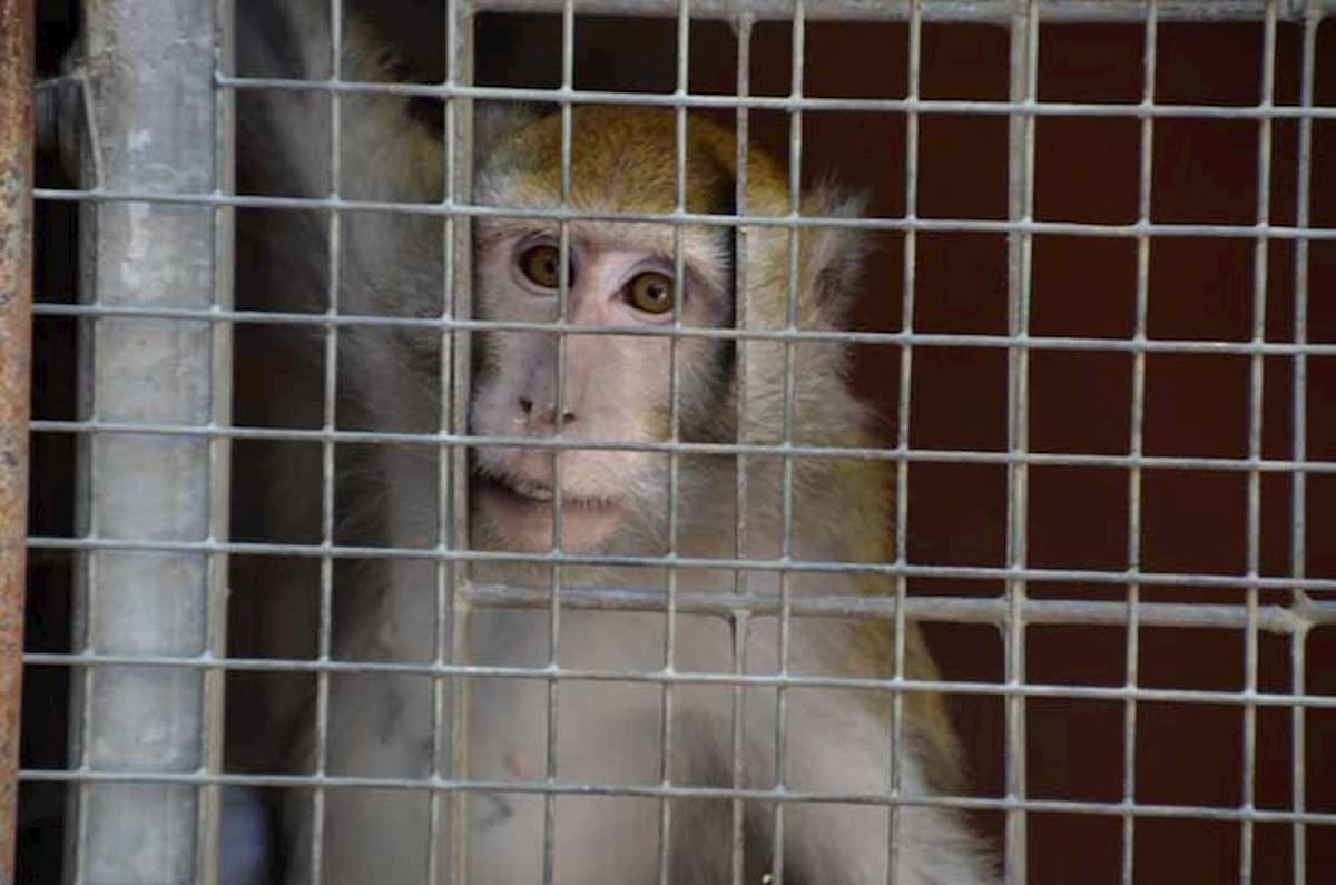 Sperimentazione sui macachi: alla fine Tar Lazio autorizza. Serve a riabilitare chi ha perso la vista