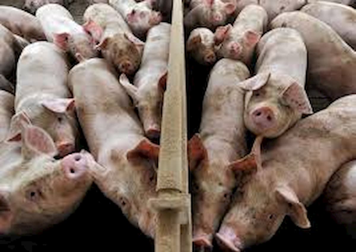 Coronavirus dei maiali si replica nell'uomo? Sos salto di specie, ma può bastare il Remdesivir