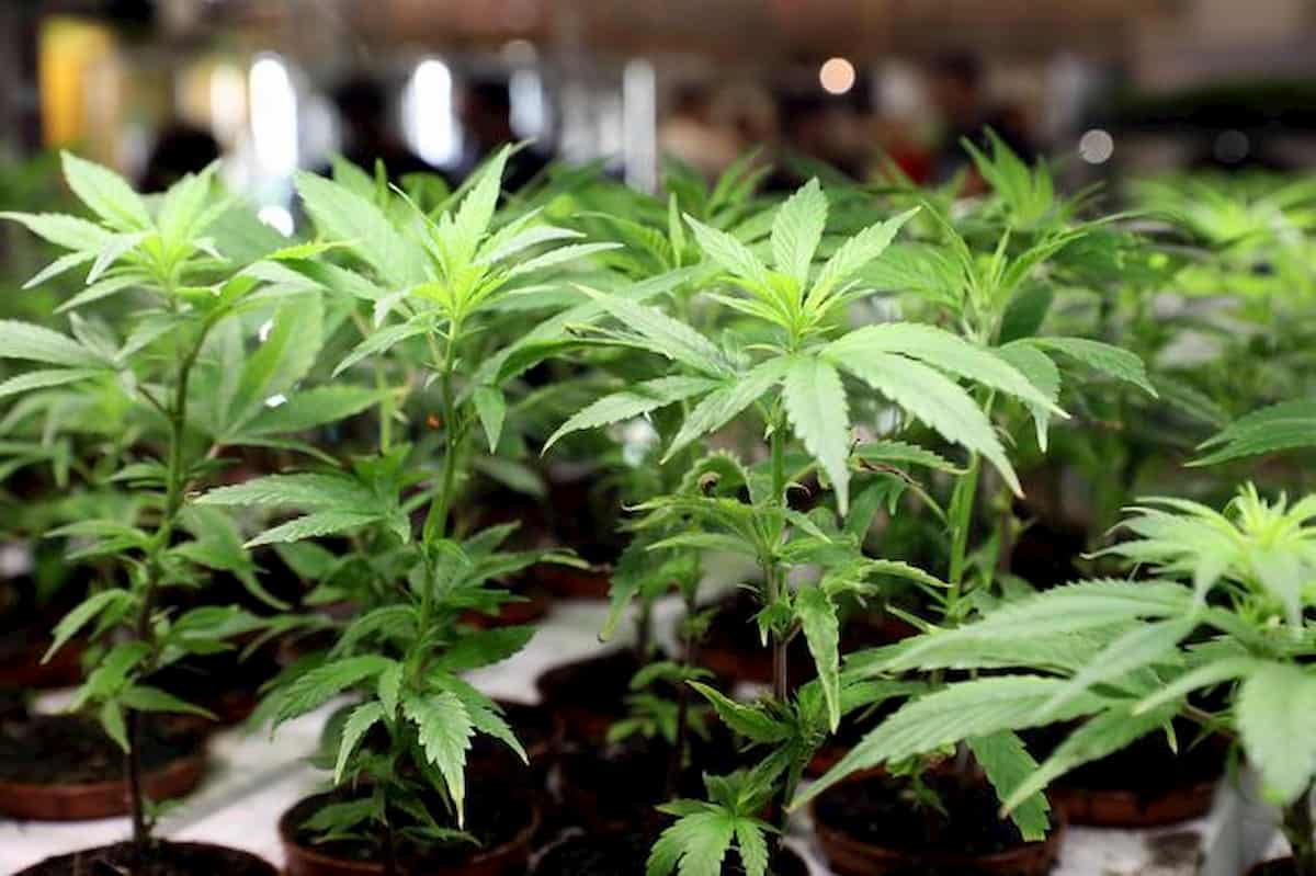 Cannabis, 16 parlamentari la coltivano in casa