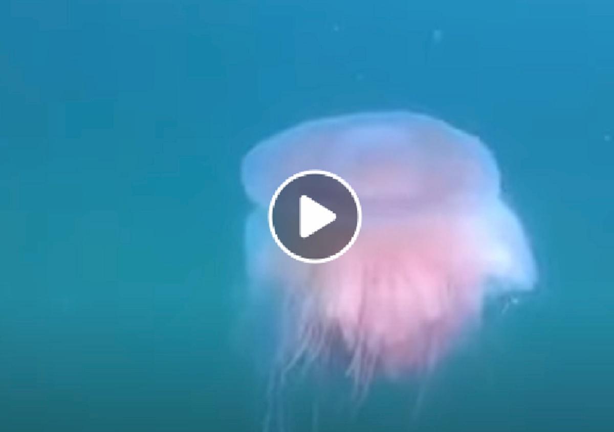 medusa avvistata a trieste