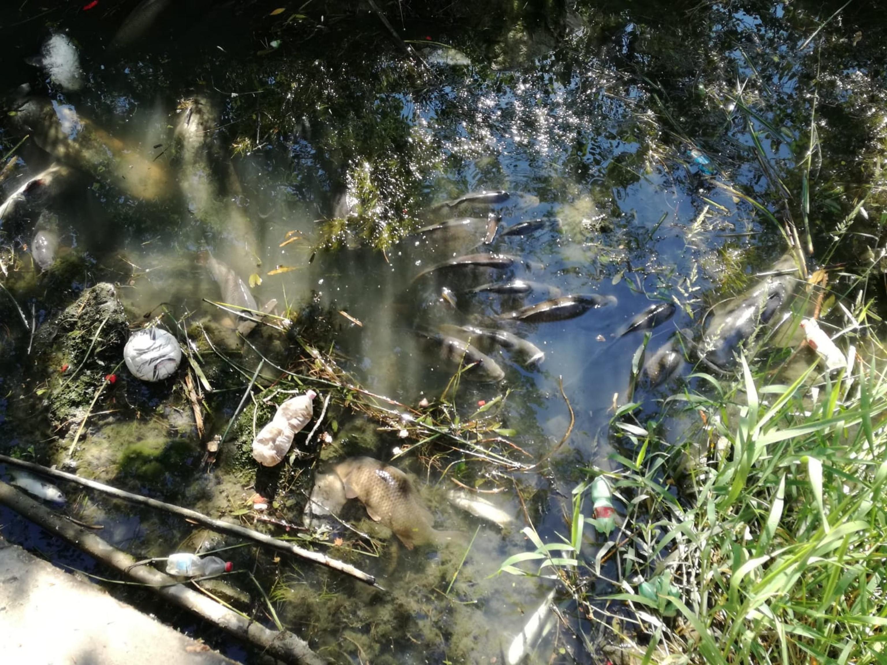 Pesci morti Tevere a Roma in centinaia: si indaga per sversamento tossico