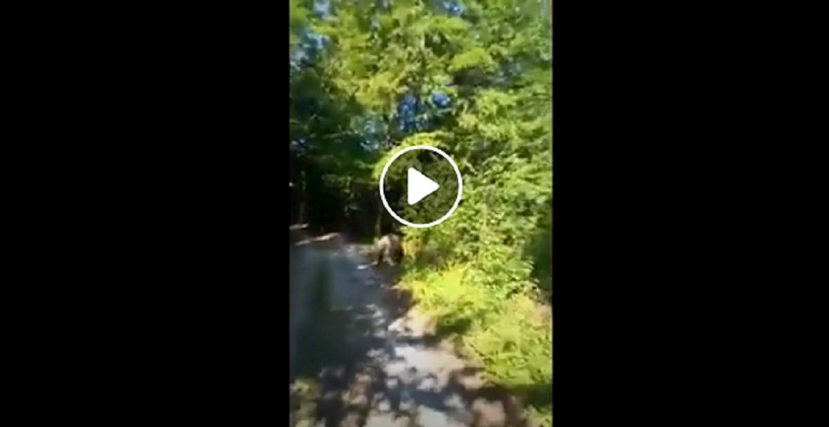 Insegue per 10 metri un escursionista