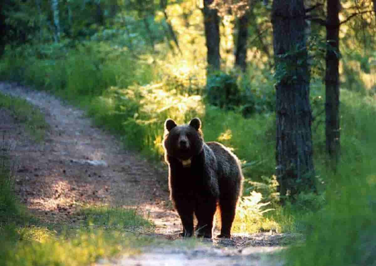 Un orso in una foto d'archivio Ansa
