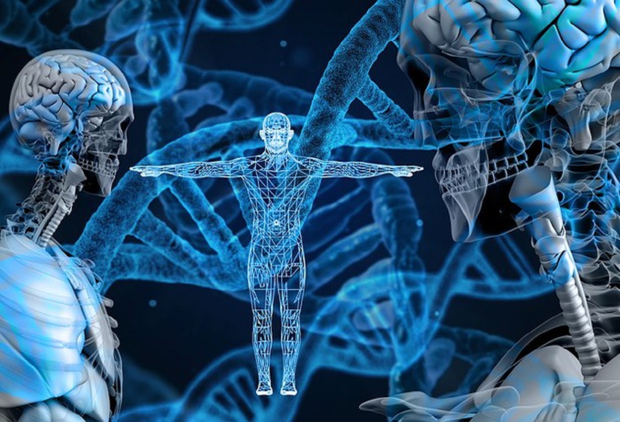 Patrimonio genetico, Ansa